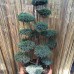 Bonsai juniperus Blu Carpet 150cm 